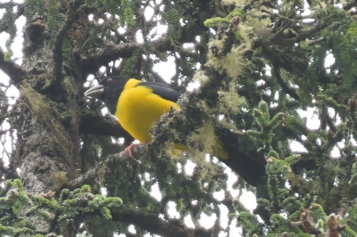 Collared Grosbeak (Mycerobas affinis), photo 3