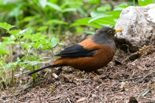 Chestnut Thrush (Turdus rubrocanus), photo 9