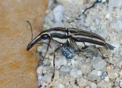 Sintor vittatus