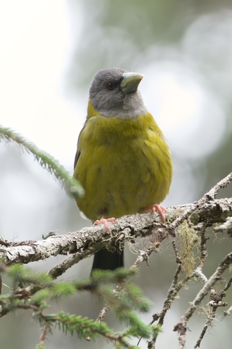 Collared Grosbeak (Mycerobas affinis), photo 4