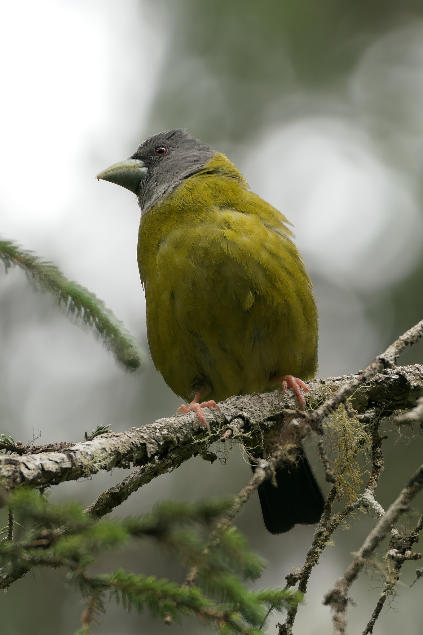 Collared Grosbeak