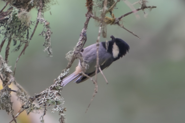 Rufous-vented Tit illustration