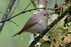 Slaty-Backed Flycatcher photo 2