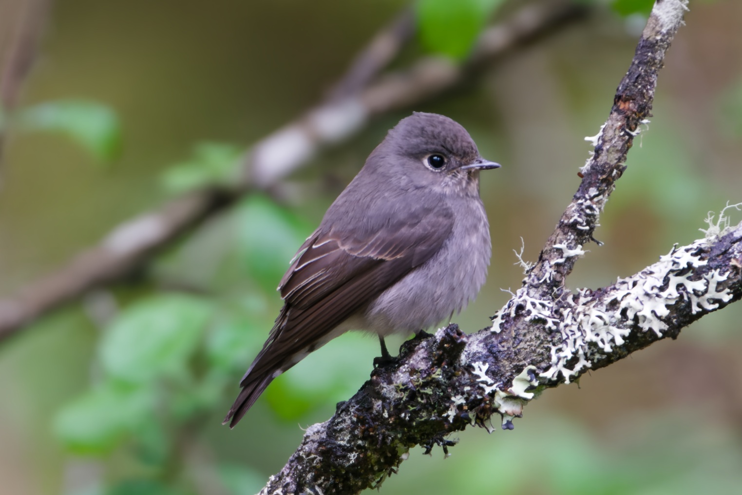 Dark-sided Flycatcher
