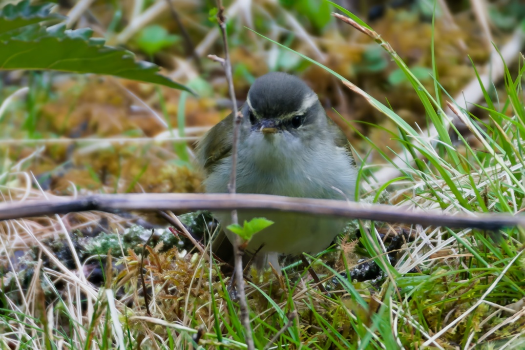 Greenish Warbler