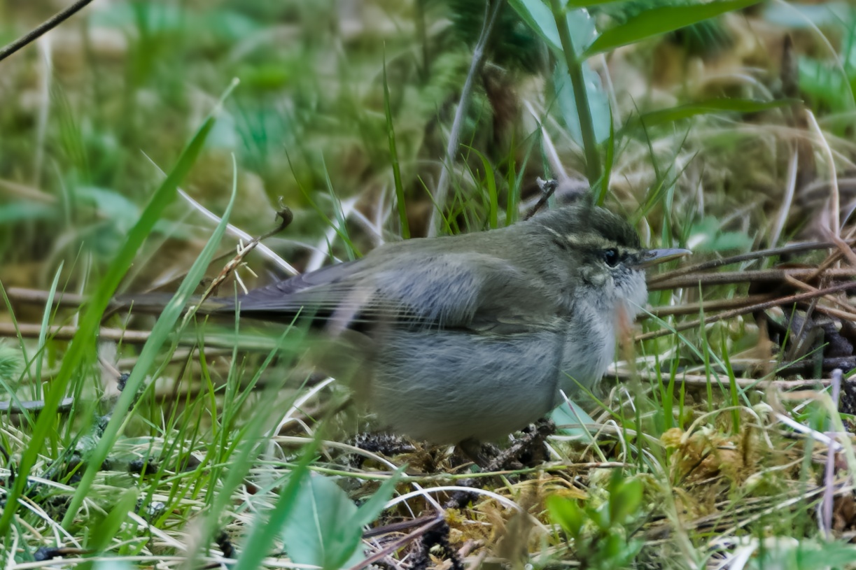 Greenish Warbler