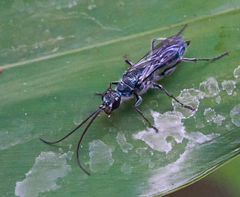 Trirogma caerulea