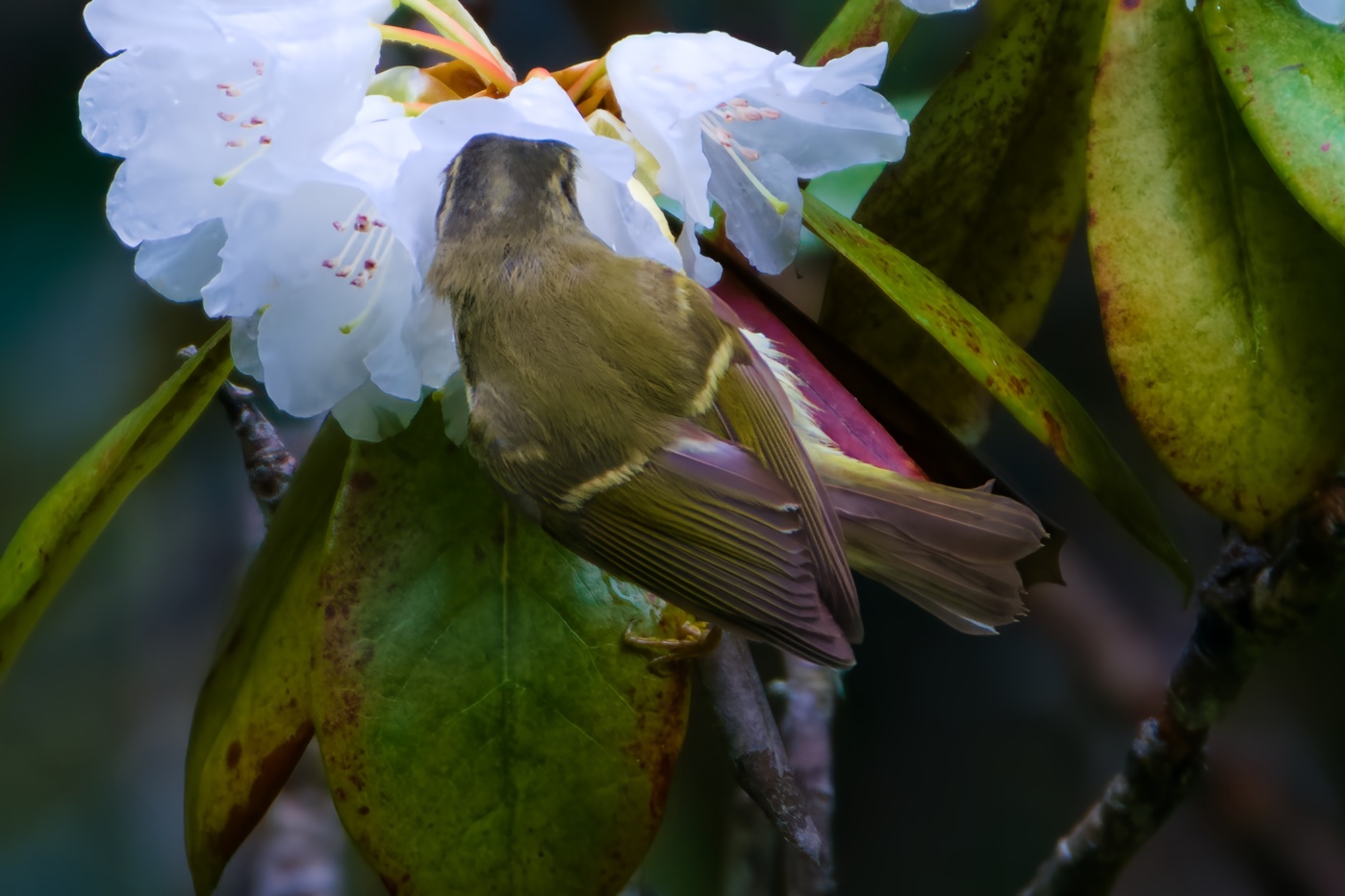 Ashy-throated Warbler