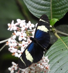 Heliconius congener