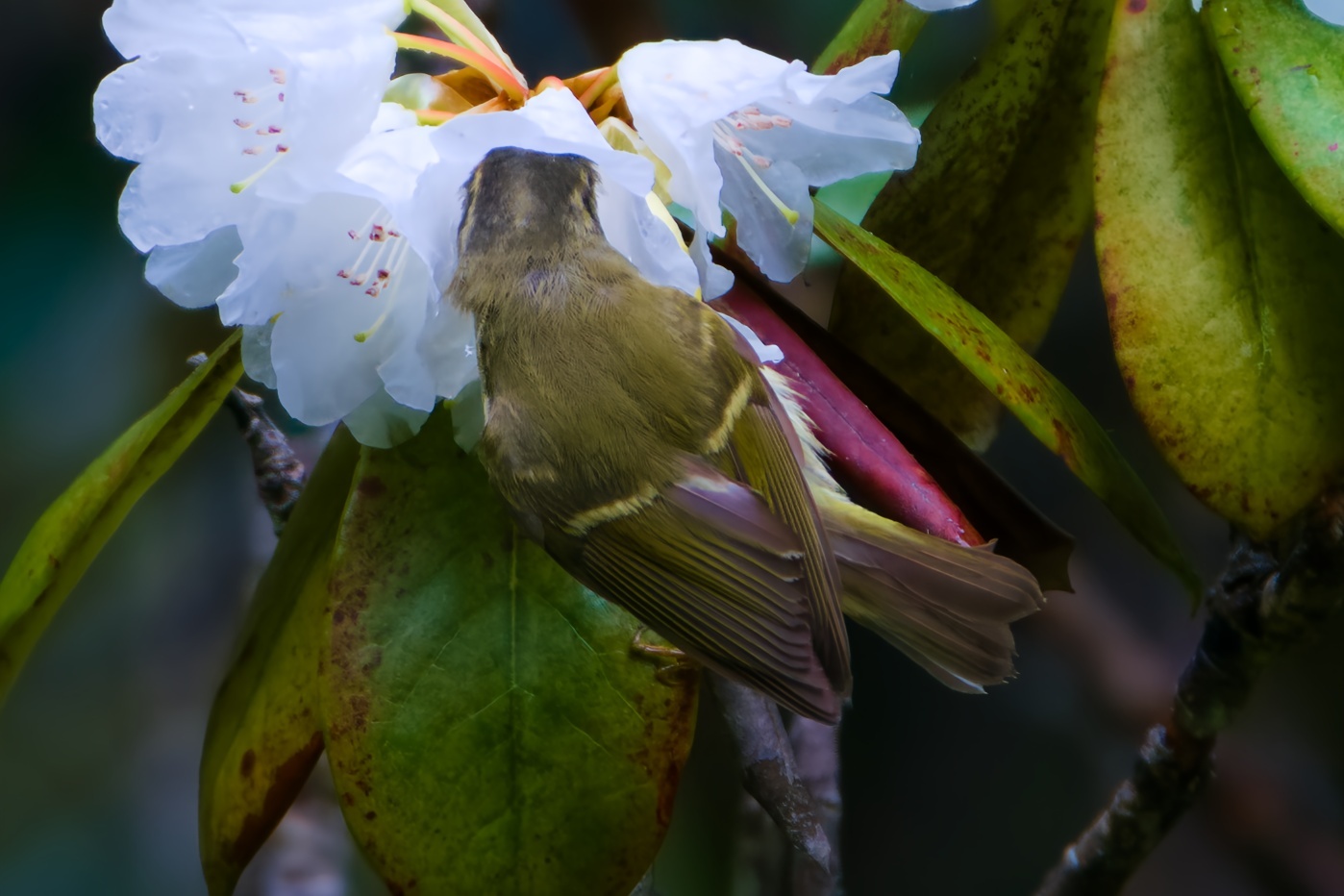 Ashy-throated Warbler