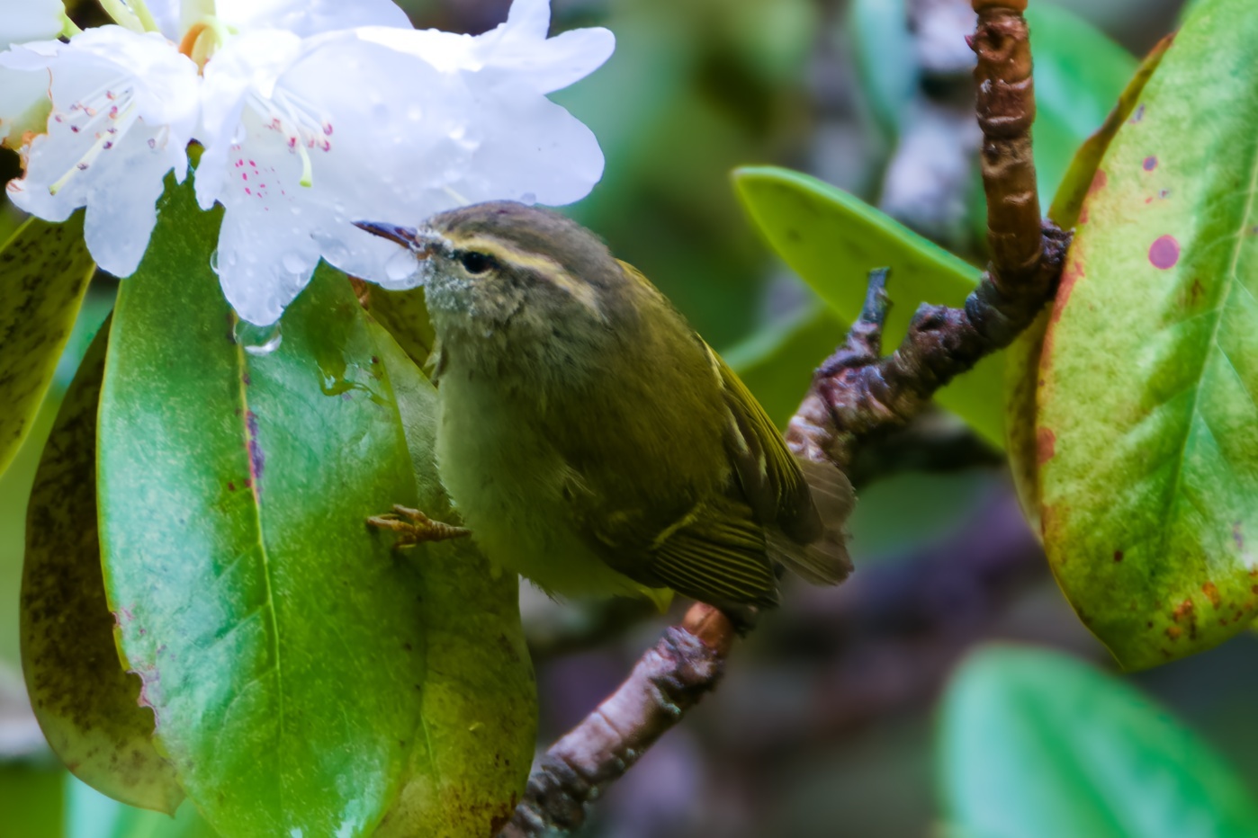 Ashy-throated Warbler