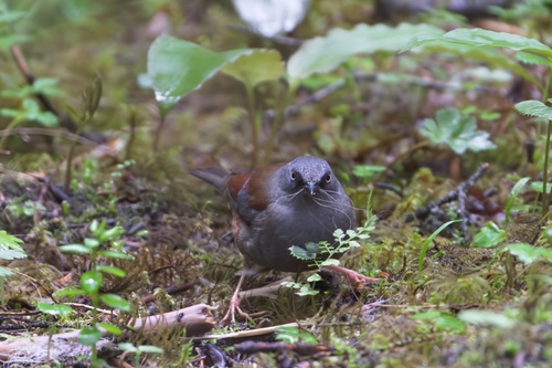 Maroon-backed Accentor (Prunella immaculata), photo 2