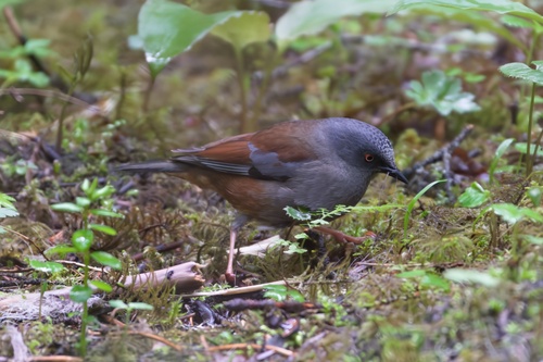 Maroon-backed Accentor (Prunella immaculata)