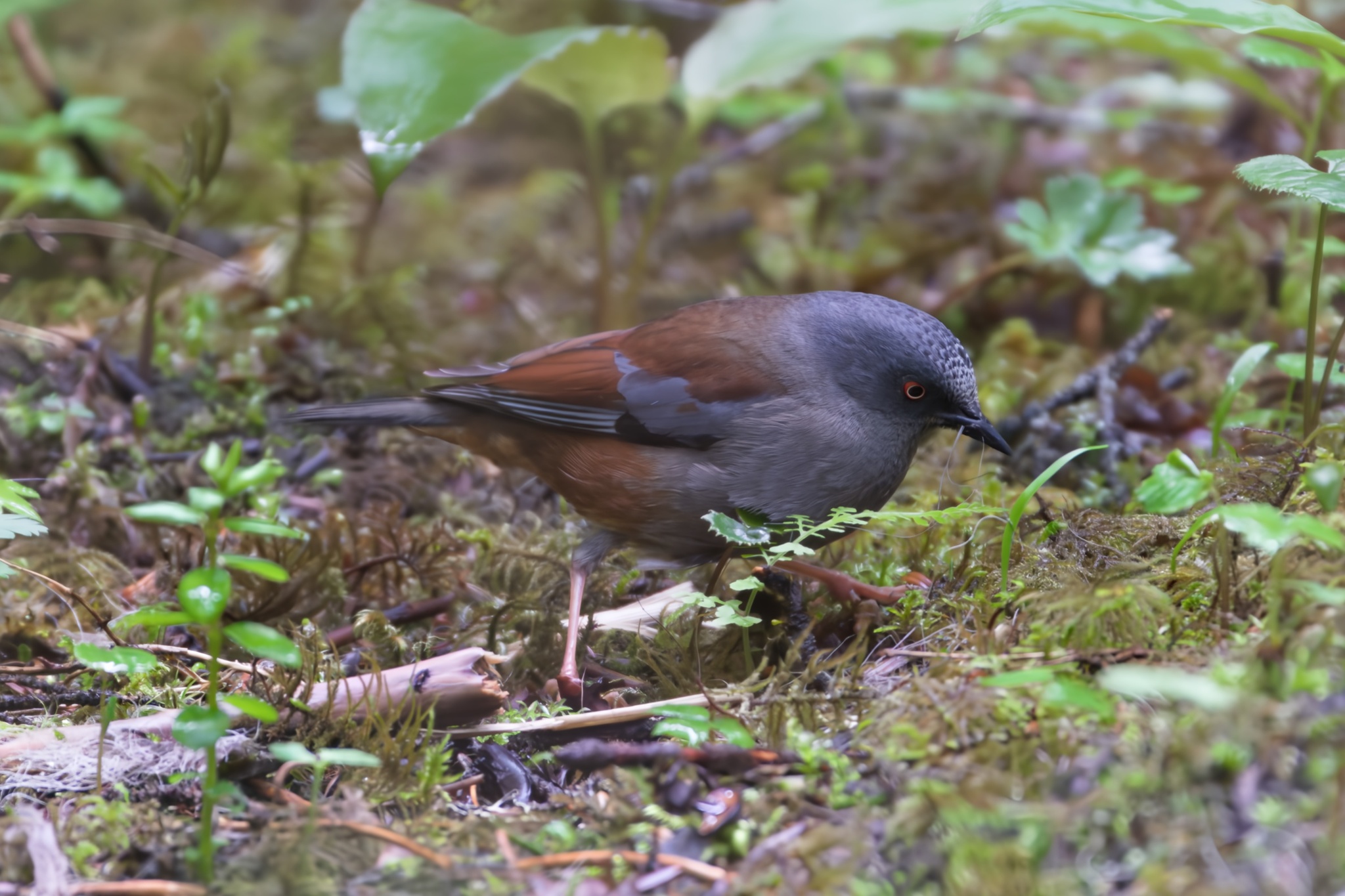Maroon-backed Accentor