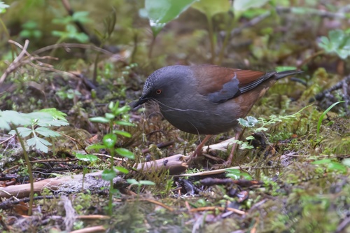 Maroon-backed Accentor (Prunella immaculata), photo 8