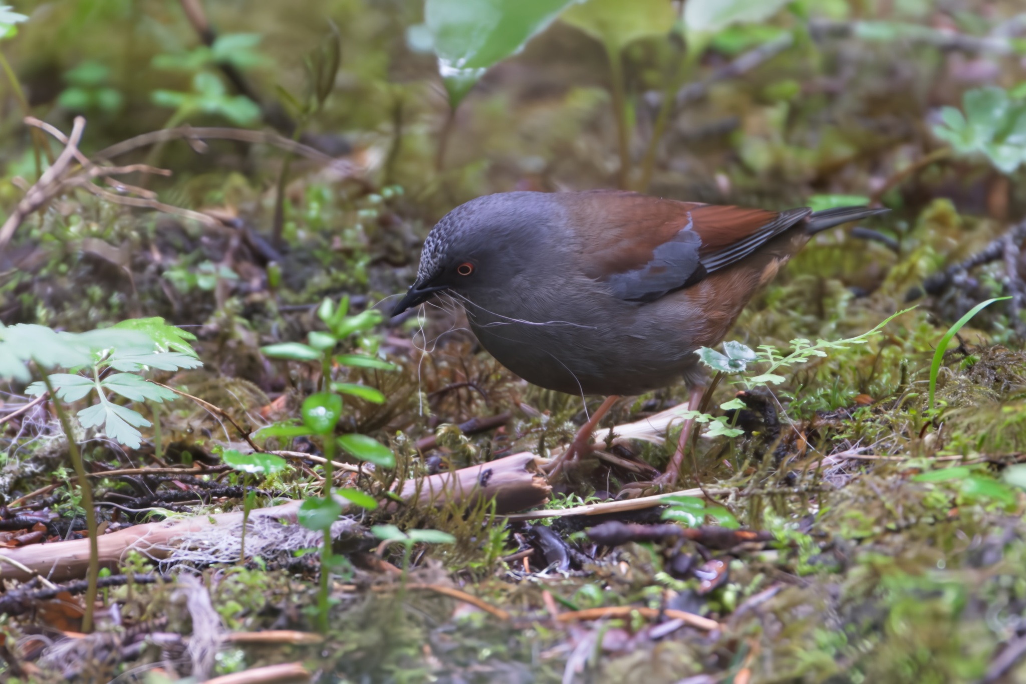 Maroon-backed Accentor (Prunella immaculata), photo 8
