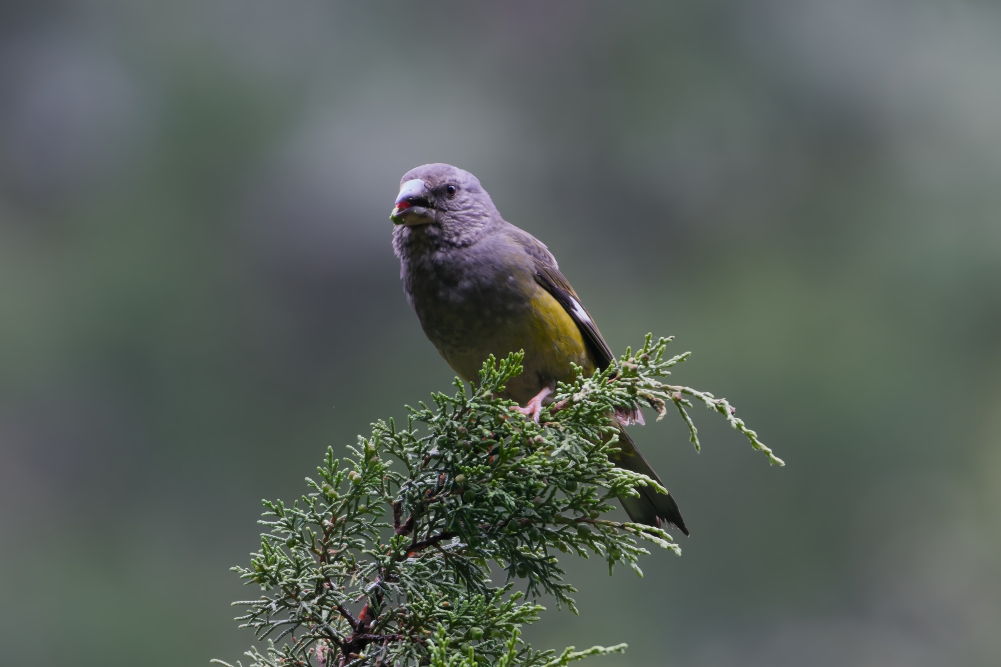 White-winged Grosbeak