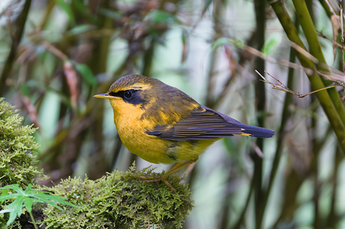 Golden Bush Robin (Tarsiger chrysaeus), photo 9