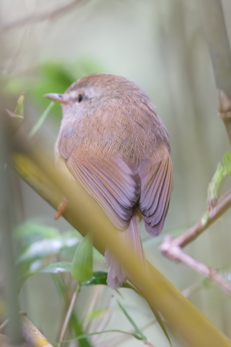 Yellow-bellied Bush Warbler (Horornis acanthizoides), photo 10