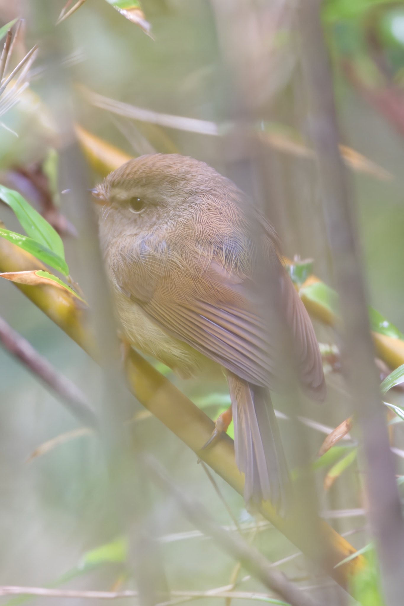 Yellow-bellied Bush Warbler