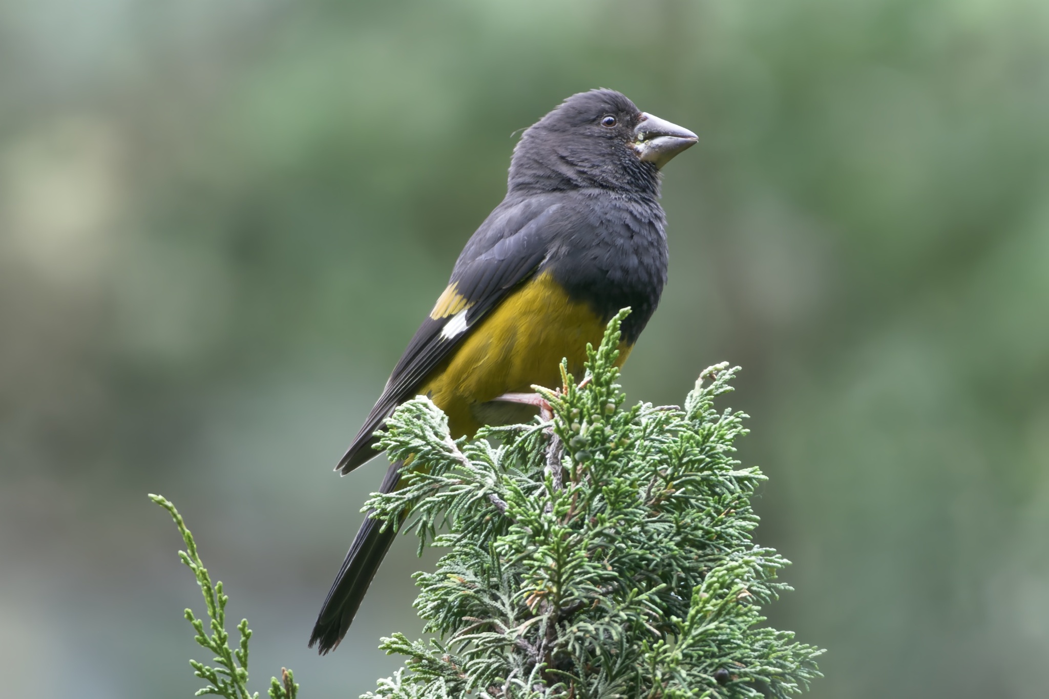 White-winged Grosbeak