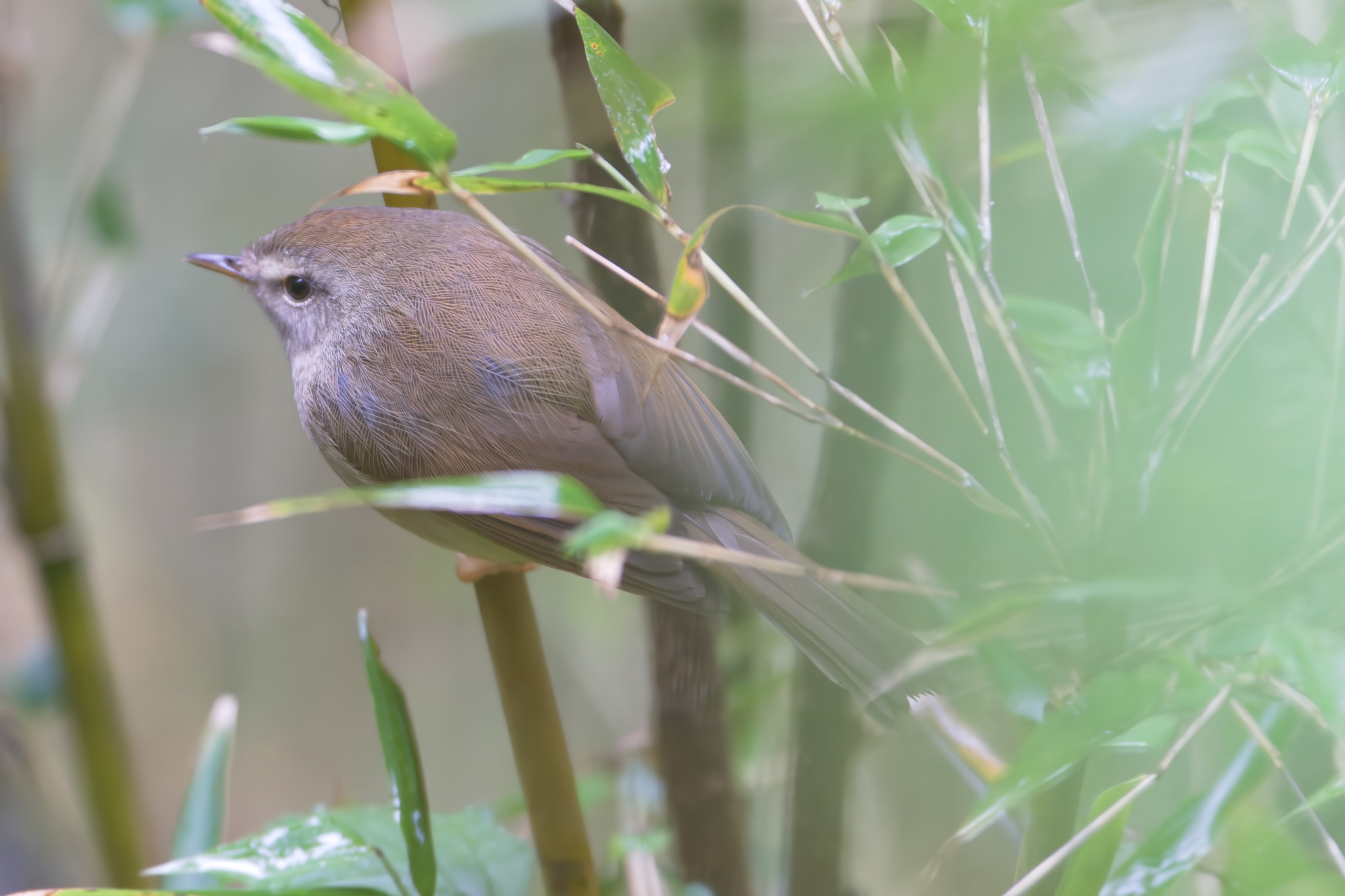 Yellow-bellied Bush Warbler