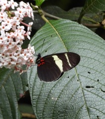Heliconius congener