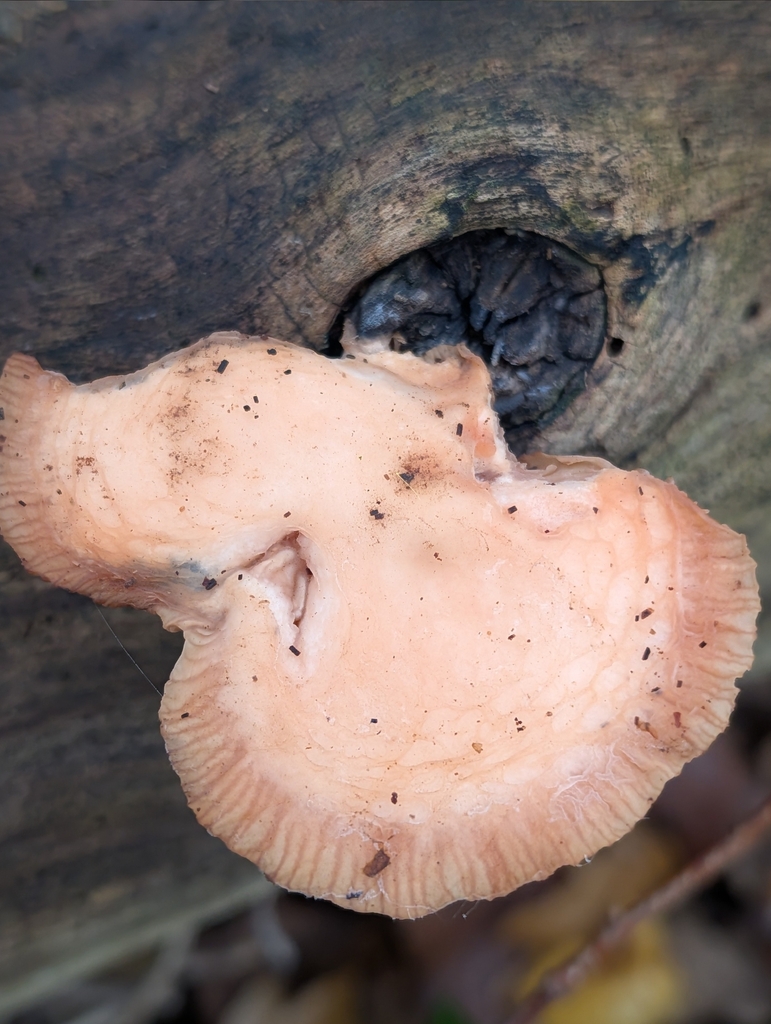 Rhodotus palmatus · December 2025 · photo: © pilmar (iNaturalist, cc0)