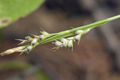 Carex subumbellata