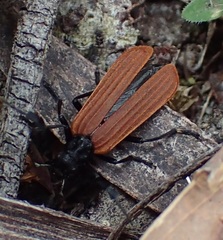 Pseudolycus rufipennis