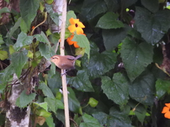 Troglodytes solstitialis