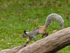 Sciurus stramineus