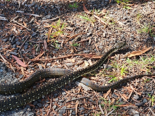 Diamond Python sighting