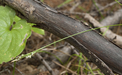 Carex subumbellata