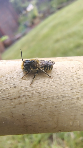 Alfalfa leafcutter bee
