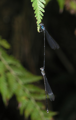 Prodasineura hoffmanni