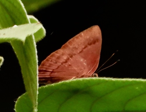 Euselasia amblypodia