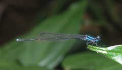 Prodasineura hoffmanni