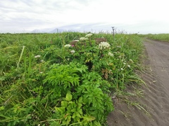 Angelica gmelinii
