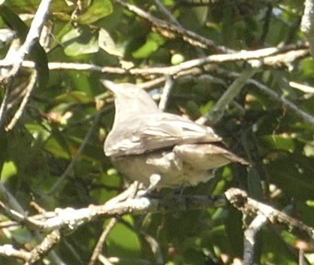 Pompadour Cotinga (Xipholena punicea), photo 10