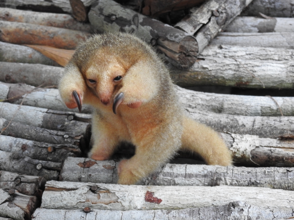 Rio Negro Silky Anteater