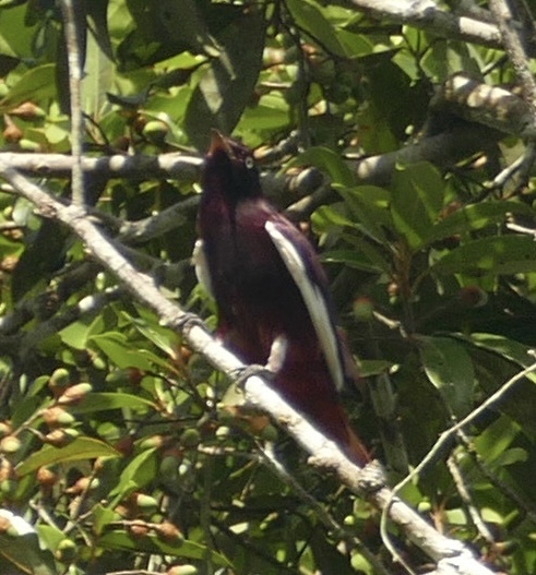 Pompadour Cotinga (Xipholena punicea), photo 3