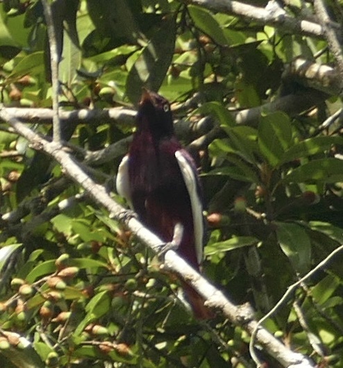 Pompadour Cotinga (Xipholena punicea), photo 4