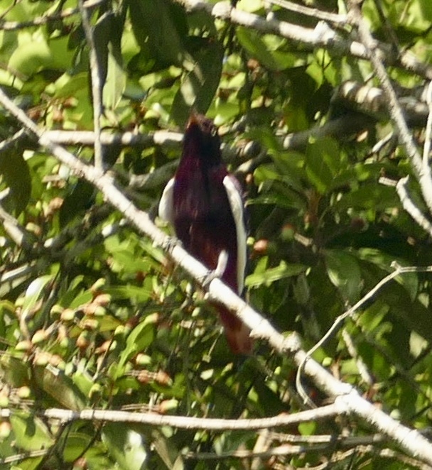 Pompadour Cotinga (Xipholena punicea), photo 9