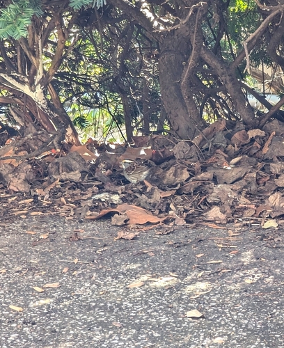 White-throated Sparrow