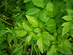 Angelica gmelinii