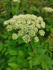 Angelica gmelinii
