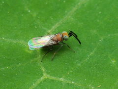 Anagyrini