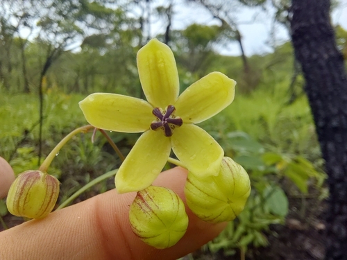 Glossostelma lisianthoides