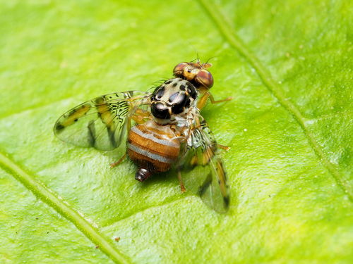 Mediterranean Fruit Fly